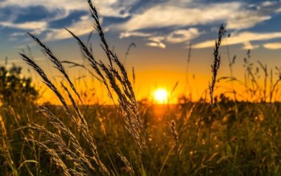 SI LE GRAIN DE BLÉ NE MEURT… TRANSMETTRE À L’ÉGLISE CE QUE L’ON A REÇU